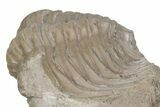 Bargain, Cybele Panderi Trilobite Fossil - Russia #363179-3
